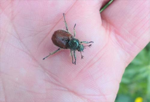 Réf. 323 626 : Phyllopertha horticola